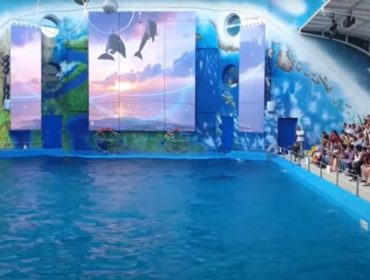 odessa city dolphinarium nemo 20926631