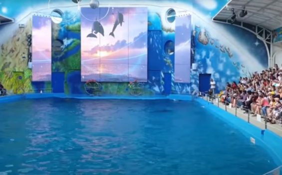 odessa city dolphinarium nemo 20926631